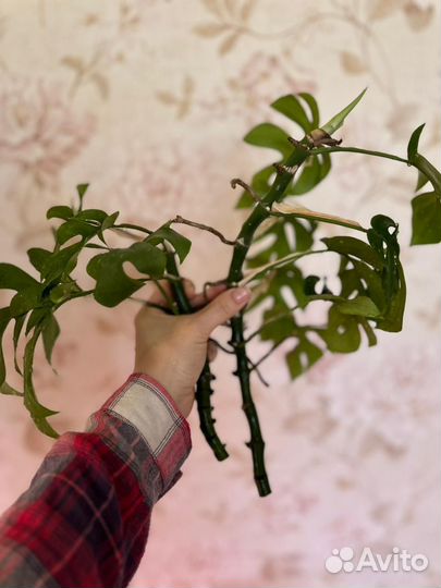 Цветы комнатные, дифенбахия, хойя