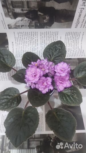 Фиалка цветущая