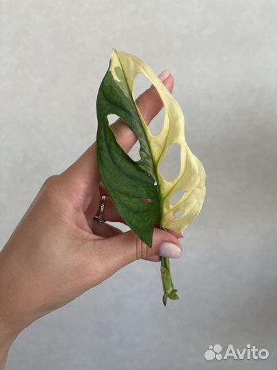 Монстера адансона вариегатная