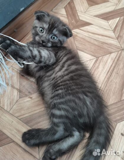 Шотландская вислоухая кошка