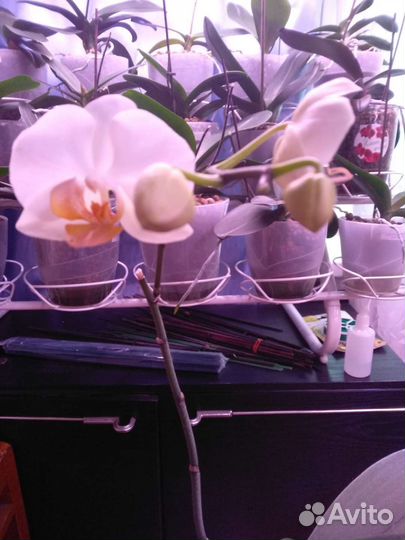 Орхидея фаленопсис Дарвин