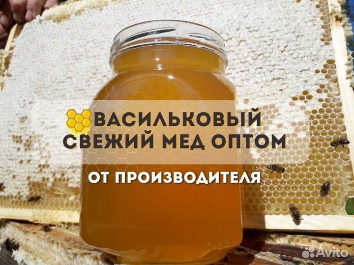 Свежий мед васильковый оптом