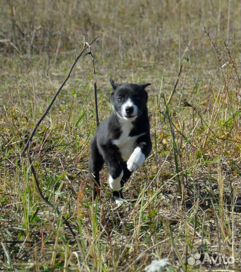 Щенки бордер колли