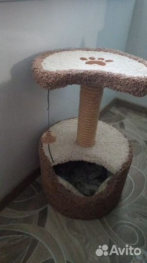 Когтеточка