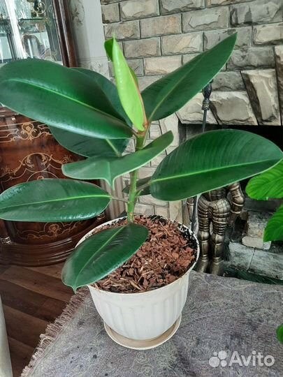 Фикус каучуконосный большой