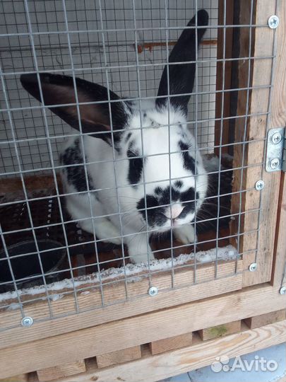 Кролики на племя и на мясо