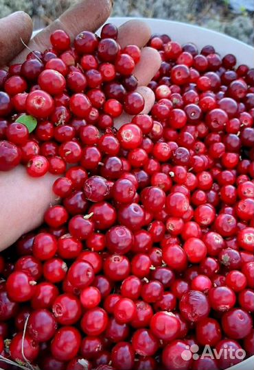 Брусника свежая