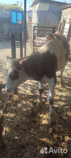 Корова телка