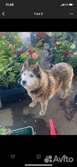 Ветеринарный врач круглосуточно Отлов