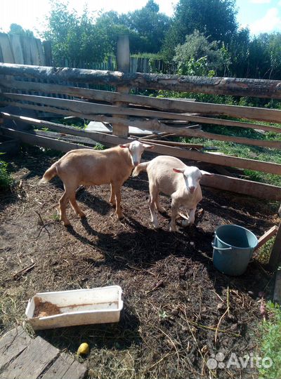 Зааненские козлики, 4,5 месяца и Коза дойная