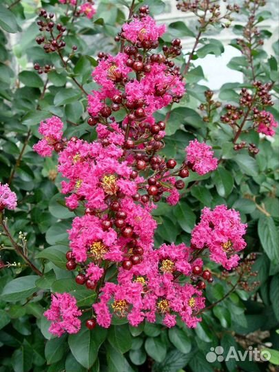 Лагерстремия - индийская сирень