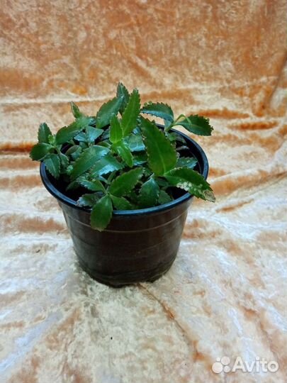 Комнатные растения