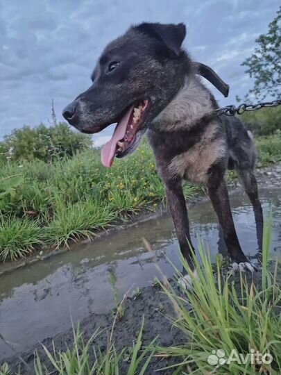 Пес в добрые руки