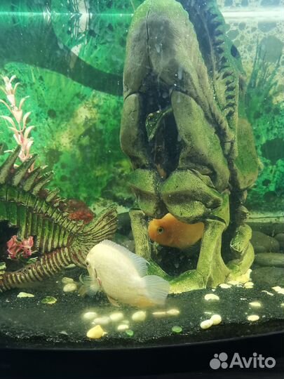 Аквариум с рыбками