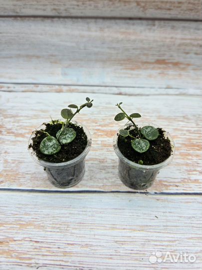 Хойи мелколистные-4