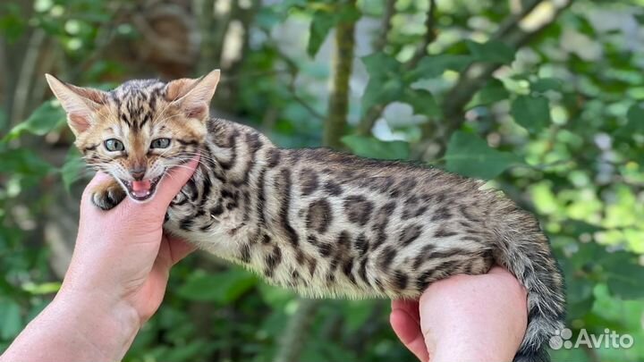 Бенгальские котята