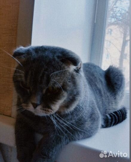 Вязка котов