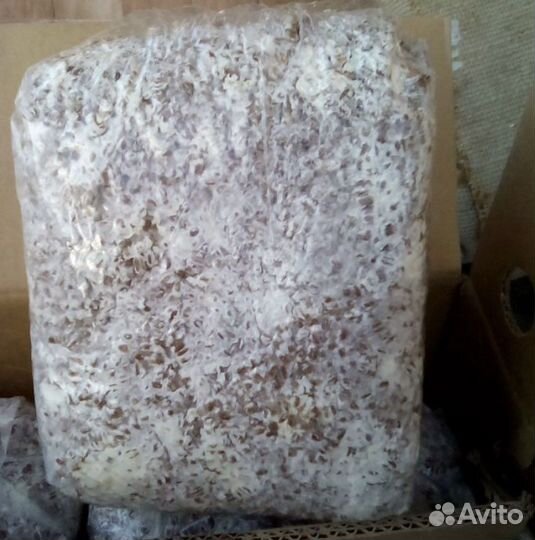 Мицелий вешенки