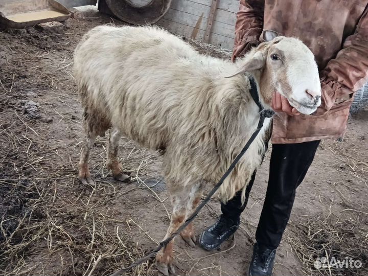 Гисарски баран