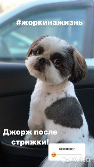 Вязка Шитцу