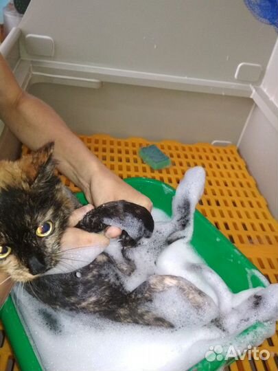 Стрижка, груминг кошек и собак