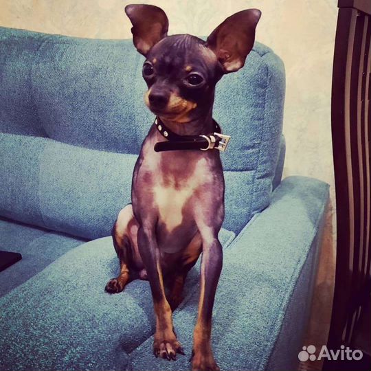 Мини той-терьер вязка