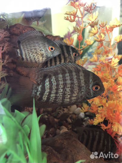 Северум аквариумные рыбки