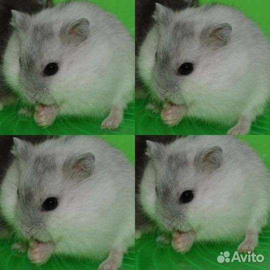 Джунгарский хомяк