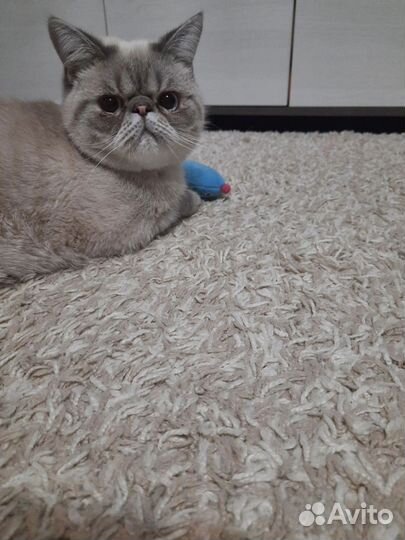 Экзот. Вязка