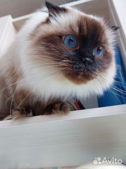Кошки в добрые руки бесплатно
