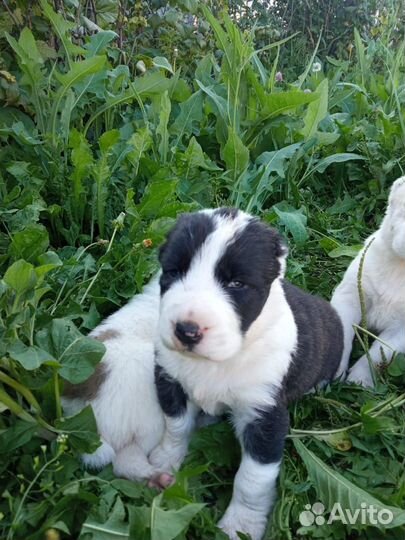 Продаются щенята алабая