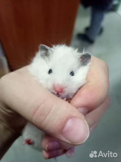 Сирийский хомяк
