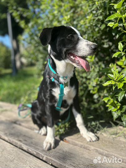 Метис бордер колли