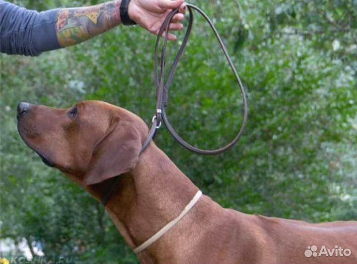 Удавка для собак