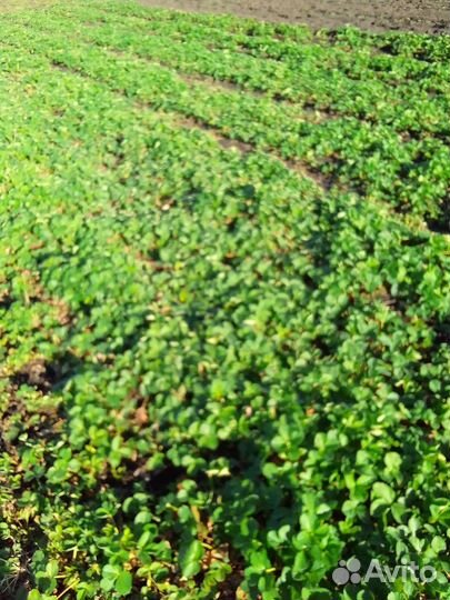 Рассада клубники