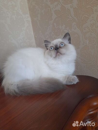 Шотландский мальчик