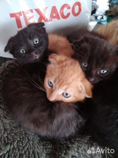 Котята в добрые руки