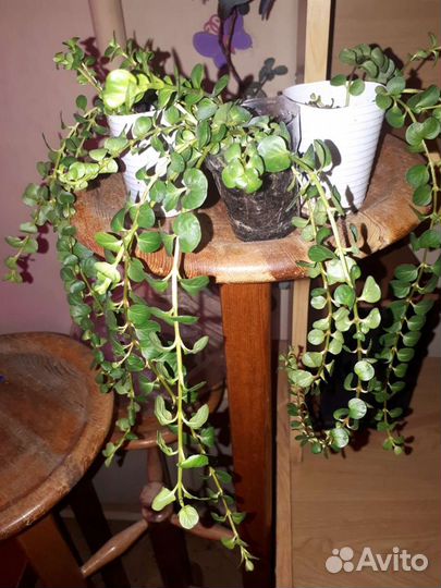 Вербейник монетчатый (как дихондра)