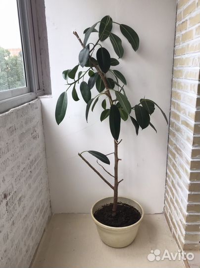 Фикус каучуконосный большой