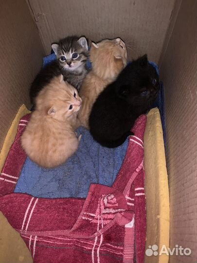 Котята в добрые руки