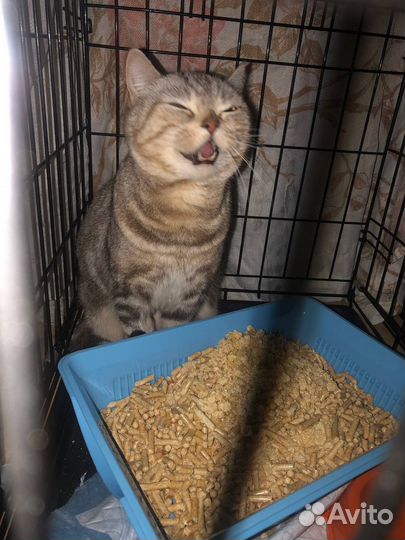 Шотландская кошка в добрые руки