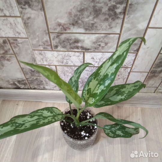 Аглаонема трейби