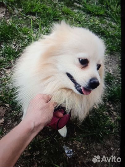 Шпиц мальчик отдам в добрые руки