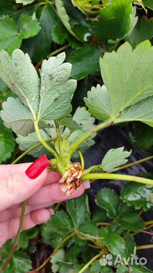 Рассада клубники клери