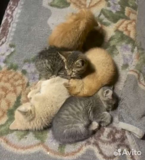 Кошка кот котёнок рыжий персиковый серый пушистый
