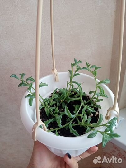 Крестовник роули