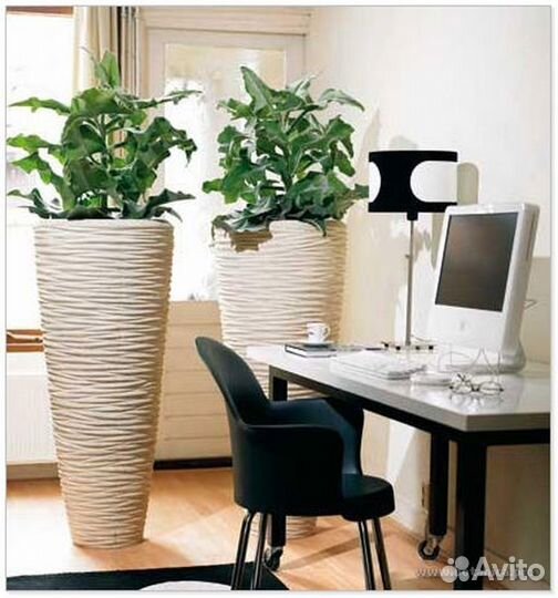 Озеленение офисов в Ярославле / растения для офиса