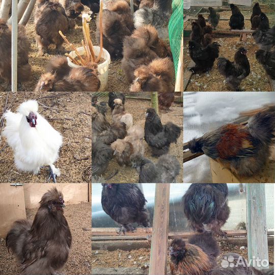 Красивую птицу на каждое подворье