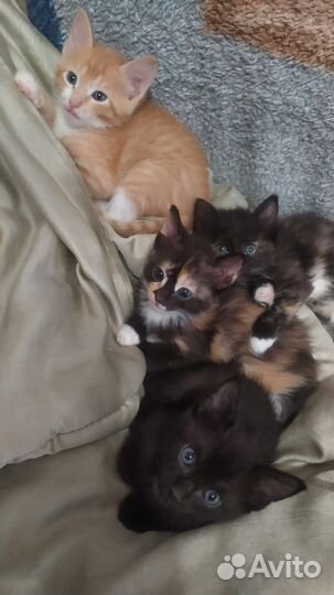 Котята