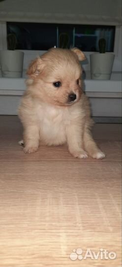 Продаём щенков немецкого шпица-мини